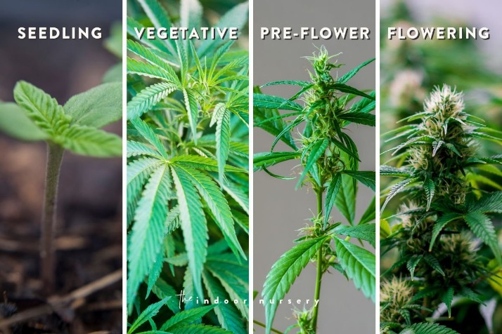 weed only darknet market