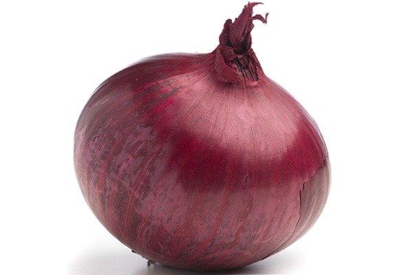 onion link search engine